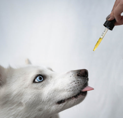 CBD Oil Uses for Pets