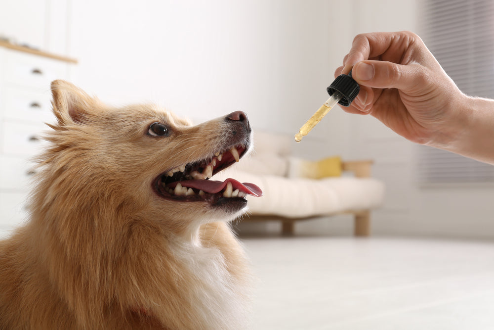 CBD for Dogs